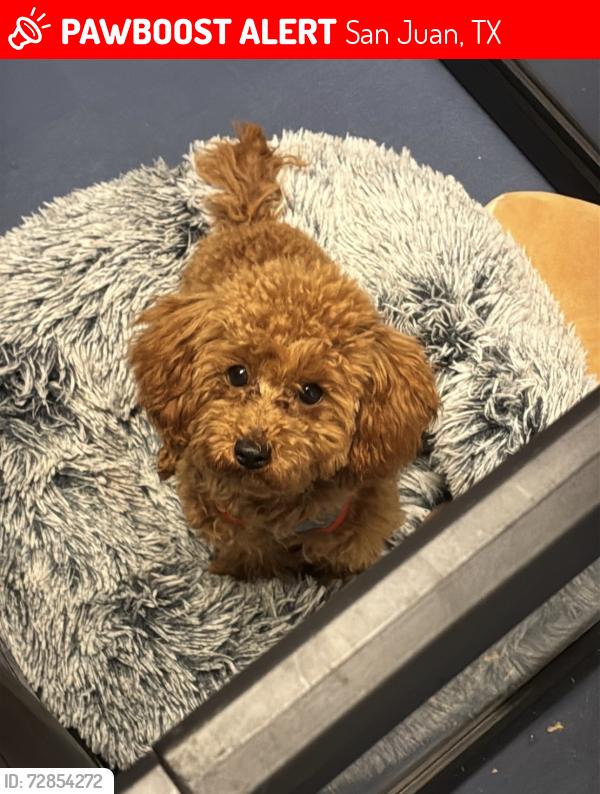 Lost Male Dog last seen Edith & Carman Elementary , San Juan, TX 78589