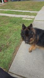 Found/Stray Unknown Dog last seen Pawtucket , Charlotte, NC 28214