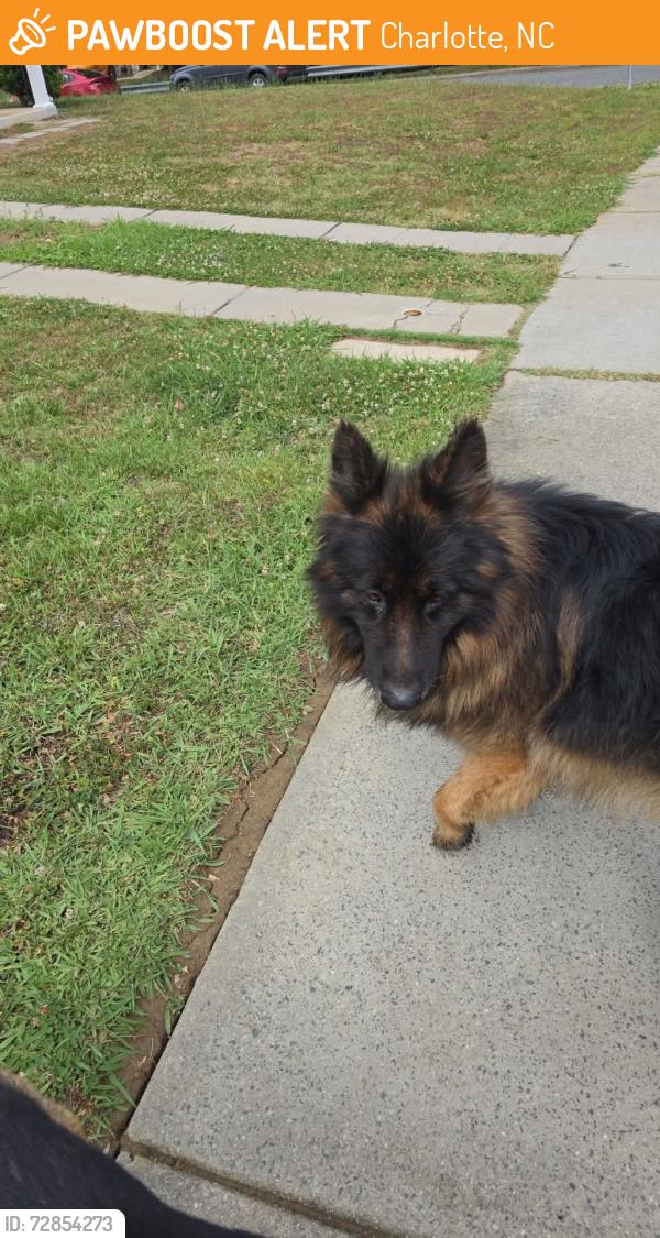 Found/Stray Unknown Dog last seen Pawtucket , Charlotte, NC 28214