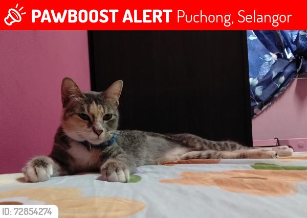 Lost Female Cat last seen SP 7/2, Taman Saujana Puchong, Puchong, Selangor 47100
