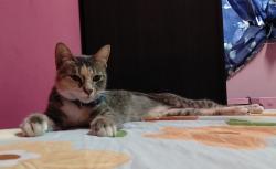 Lost Female Cat last seen SP 7/2, Taman Saujana Puchong, Puchong, Selangor 47100