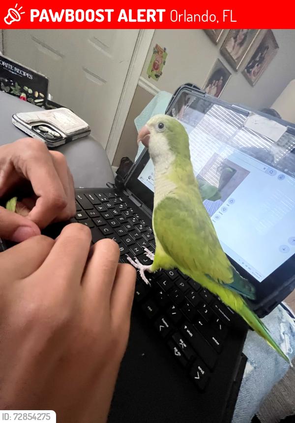 Lost Male Bird last seen Appian way and oxalis, Orlando, FL 32807