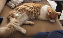 Found/Stray Male Cat last seen West Ave and Wurzbach Pkwy, San Antonio, TX 78216