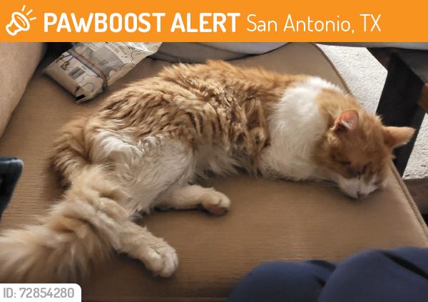 Found/Stray Male Cat last seen West Ave and Wurzbach Pkwy, San Antonio, TX 78216