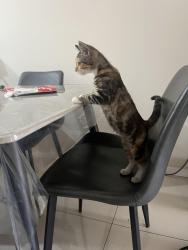 Lost Unknown Cat last seen St Mary’s station, Saint Marys, NSW 2760