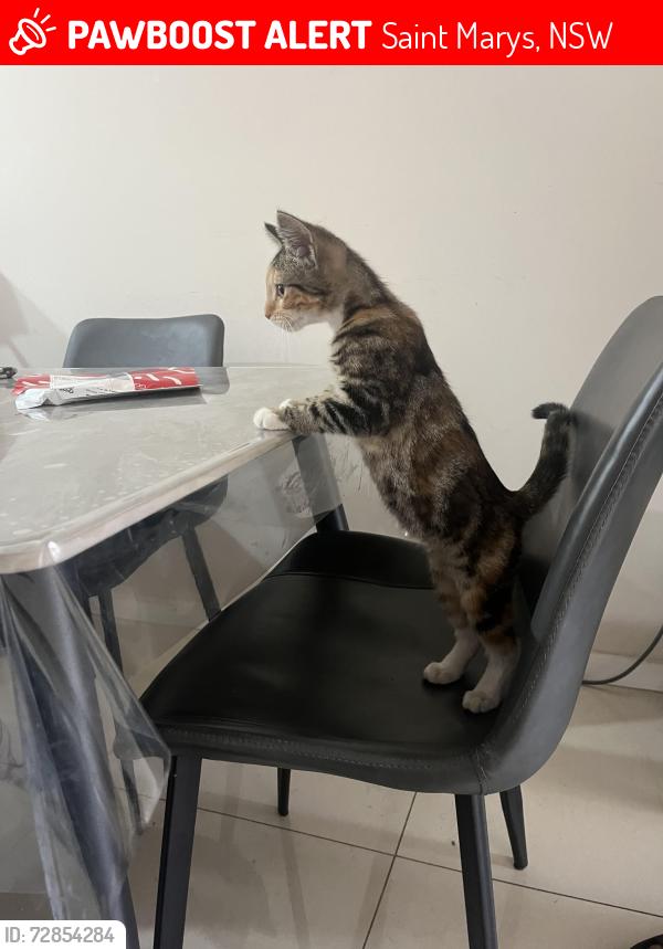 Lost Unknown Cat last seen St Mary’s station, Saint Marys, NSW 2760