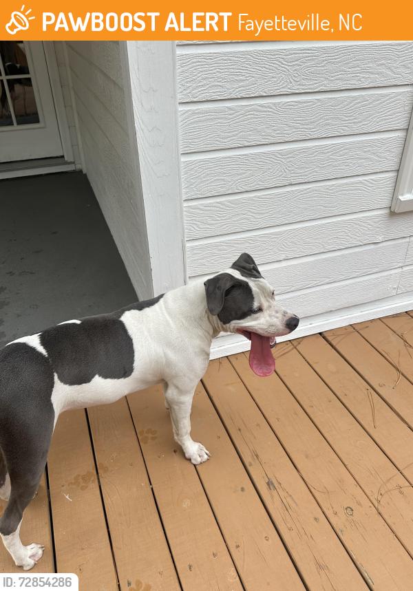Found/Stray Male Dog last seen Kings grant , Fayetteville, NC 28311