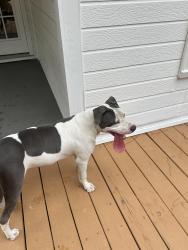 Found/Stray Male Dog last seen Kings grant , Fayetteville, NC 28311