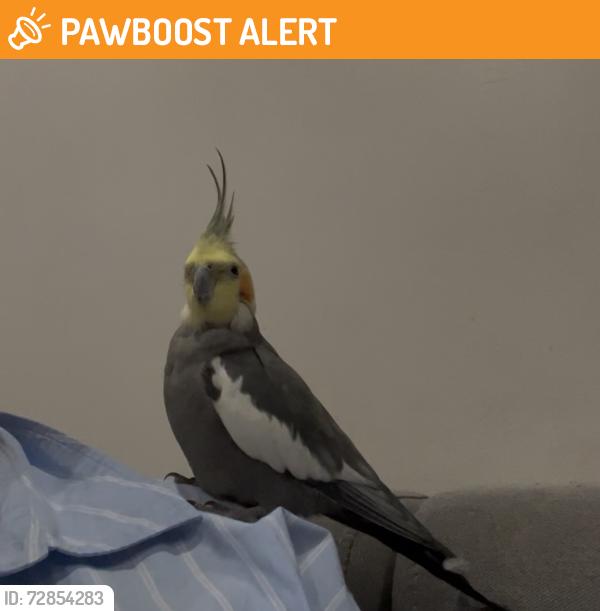 Found/Stray Unknown Bird last seen Excel Centre, Greater London, England E16 1XL
