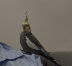 Found/Stray Unknown Bird last seen Excel Centre, Greater London, England E16 1XL