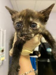 Shelter Stray Female Cat last seen Bexar County, New Braunfels, TX 78130