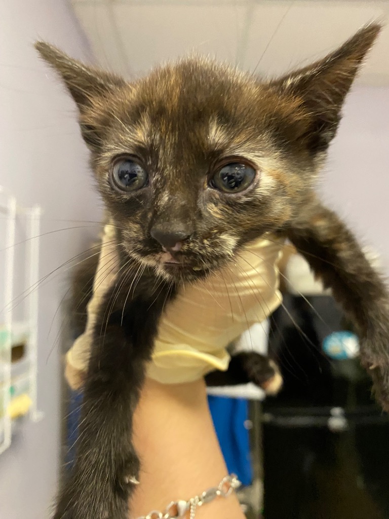 Shelter Stray Female Cat last seen Bexar County, New Braunfels, TX 78130