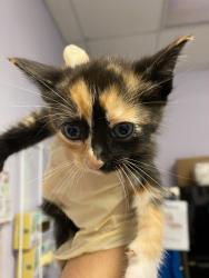 Shelter Stray Female Cat last seen Bexar County, New Braunfels, TX 78130