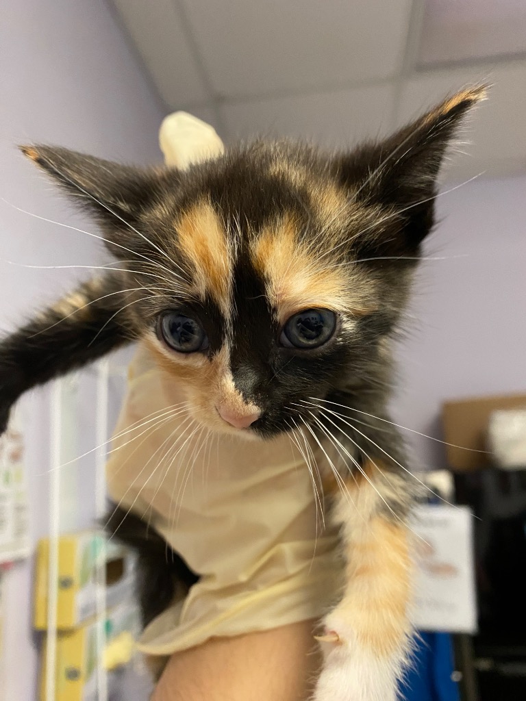 Shelter Stray Female Cat last seen Bexar County, New Braunfels, TX 78130