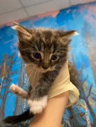 Shelter Stray Male Cat last seen Bexar County, New Braunfels, TX 78130