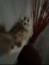 Lost Female Cat last seen residental neighborhood surronded by woods, Snellville, GA 30039