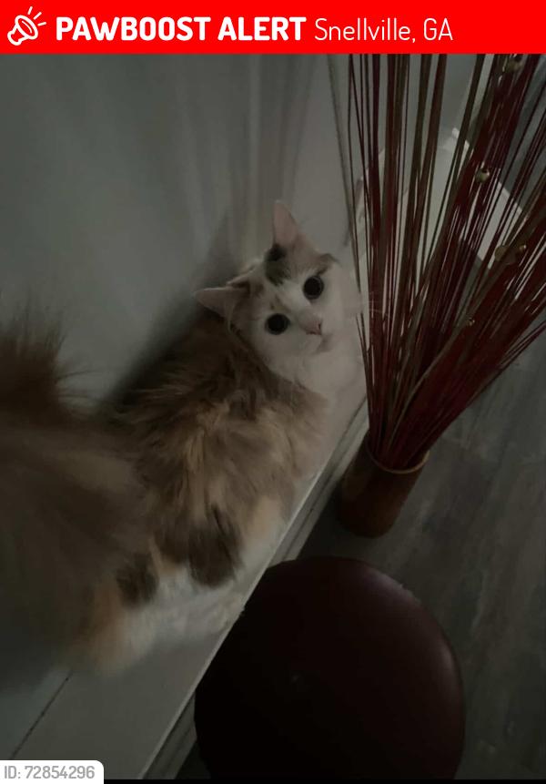 Lost Female Cat last seen residental neighborhood surronded by woods, Snellville, GA 30039