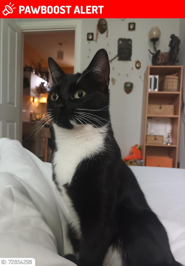 Lost Female Cat last seen Shakespeare pub, Greater London, England N16 8SB