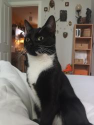Lost Female Cat last seen Shakespeare pub, Greater London, England N16 8SB