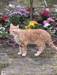 Found/Stray Unknown Cat last seen St Lukes Dr., Charlesron, SC 29412, Charleston, SC 29412