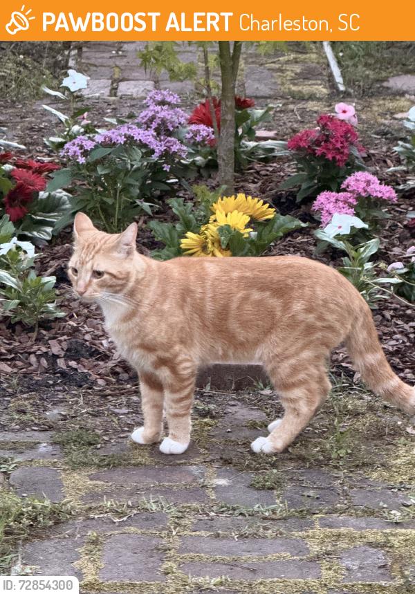 Found/Stray Unknown Cat last seen St Lukes Dr., Charlesron, SC 29412, Charleston, SC 29412