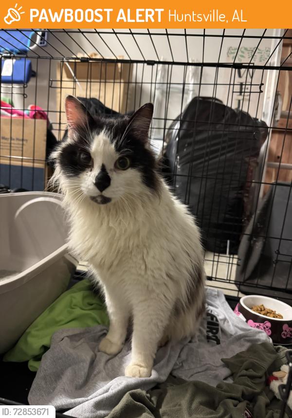 Found/Stray Unknown Cat last seen Pennington Subdivision near Moores Mills Road , Huntsville, AL 35811