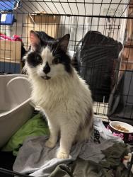 Found/Stray Unknown Cat last seen Pennington Subdivision near Moores Mills Road , Huntsville, AL 35811