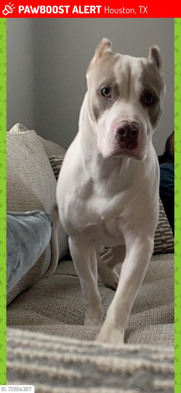 Lost Male Dog last seen Lockwood , Houston, TX 77016