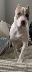 Lost Male Dog last seen Lockwood , Houston, TX 77016