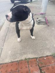 Found/Stray Female Dog last seen Gilbert and Blair ave, Cincinnati, OH 45206