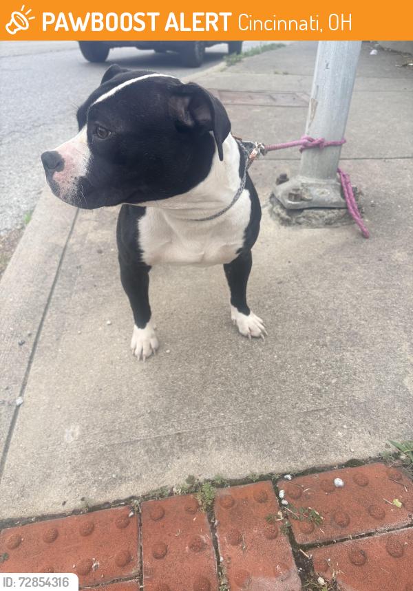 Found/Stray Female Dog last seen Gilbert and Blair ave, Cincinnati, OH 45206