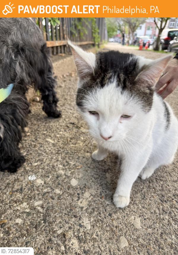 Found/Stray Unknown Cat last seen Francisville Recreation Center btwn Cameron & 19th Sts, Philadelphia, PA 19130