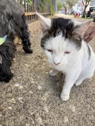Found/Stray Unknown Cat last seen Francisville Recreation Center btwn Cameron & 19th Sts, Philadelphia, PA 19130