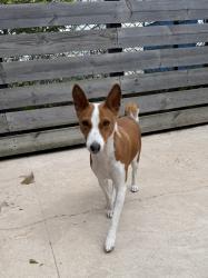 Found/Stray Unknown Dog last seen Peck Elementary, Chicago, IL 60629