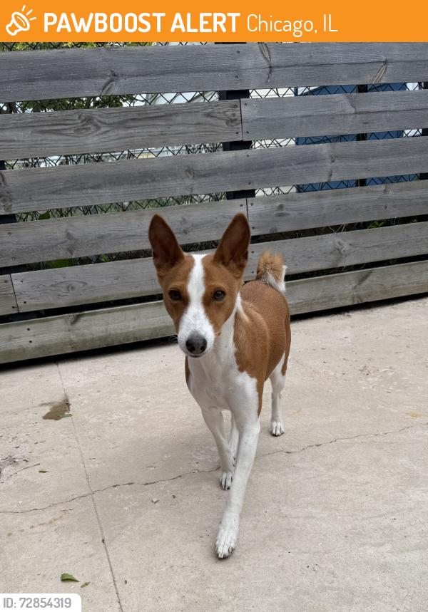 Found/Stray Unknown Dog last seen Peck Elementary, Chicago, IL 60629