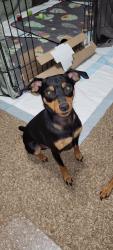 Lost Male Dog last seen S Rust Rd and Pink Hill, Grain Valley, MO 64029