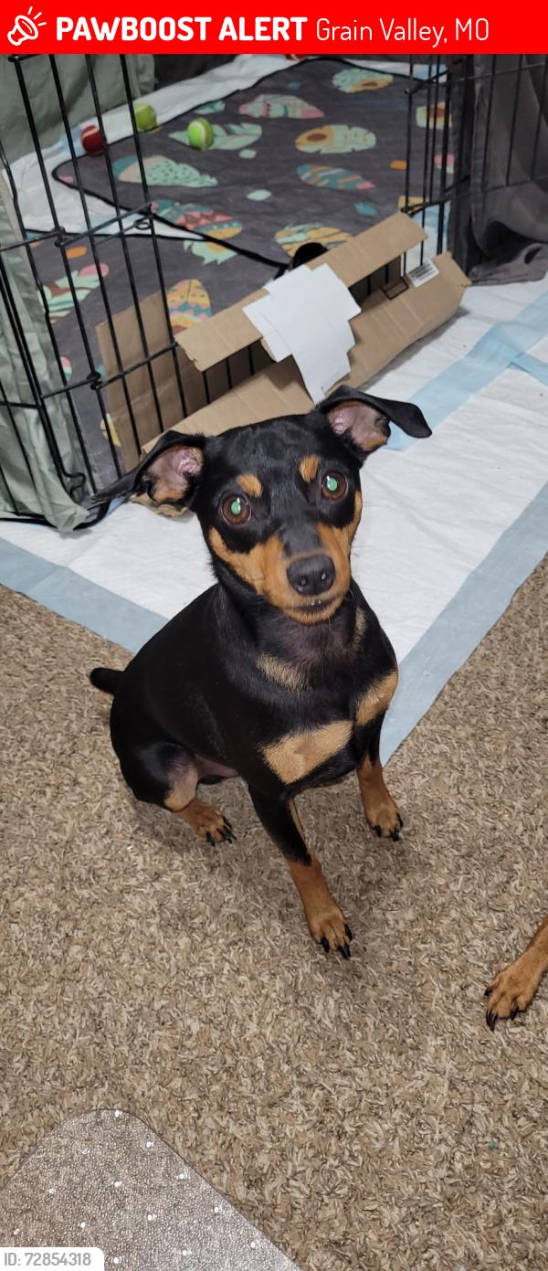 Lost Male Dog last seen S Rust Rd and Pink Hill, Grain Valley, MO 64029