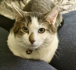 Lost Male Cat last seen Cornwall Terrace/Wilson Southern Schools, Reading, PA 19608