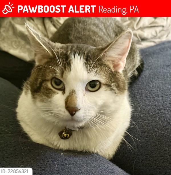 Lost Male Cat last seen Cornwall Terrace/Wilson Southern Schools, Reading, PA 19608