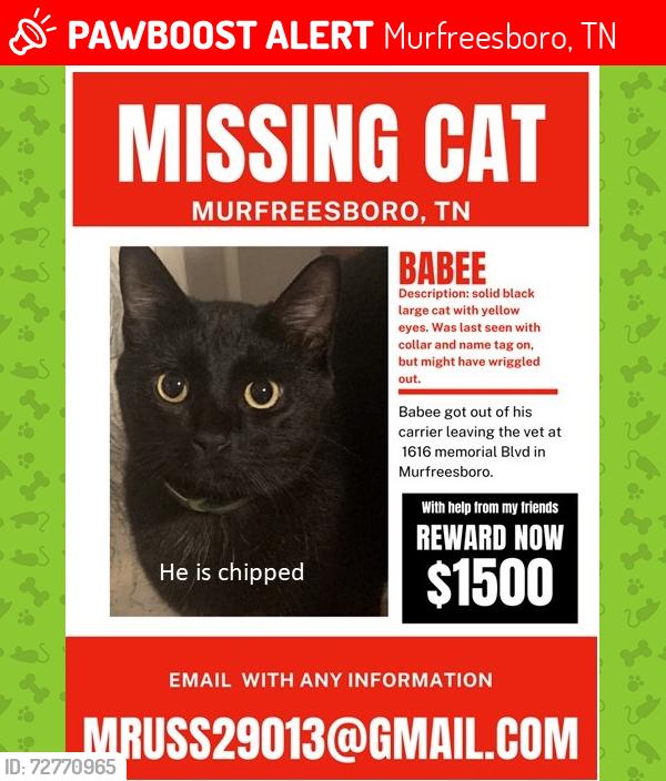 Lost Male Cat last seen memorial blvd, Murfreesboro, TN 37130