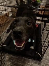 Found/Stray Male Dog last seen Groveview Wynd, Wendell , Wendell, NC 27591