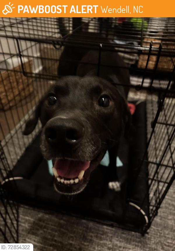 Found/Stray Male Dog last seen Groveview Wynd, Wendell , Wendell, NC 27591