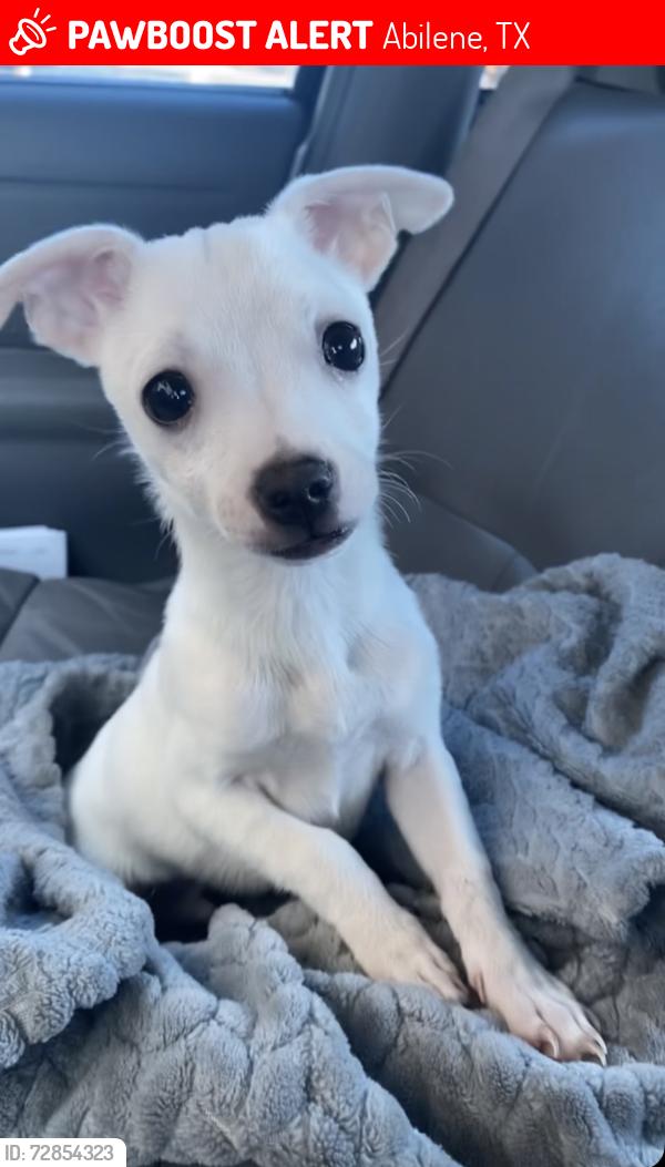 Lost Male Dog last seen Near s Crockett dr , Abilene, TX 79605