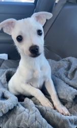 Lost Male Dog last seen Near s Crockett dr , Abilene, TX 79605