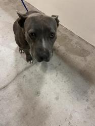 Shelter Stray Female Dog last seen Near BLOCK NW 14 AVE, Doral, FL 33122