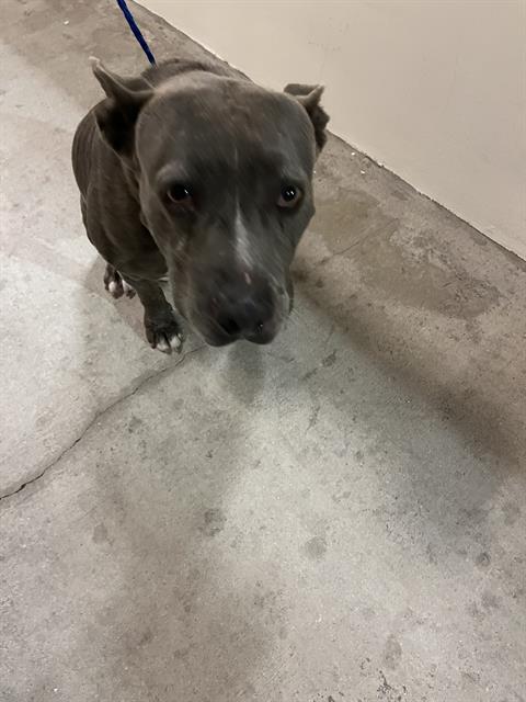 Shelter Stray Female Dog last seen Near BLOCK NW 14 AVE, Doral, FL 33122