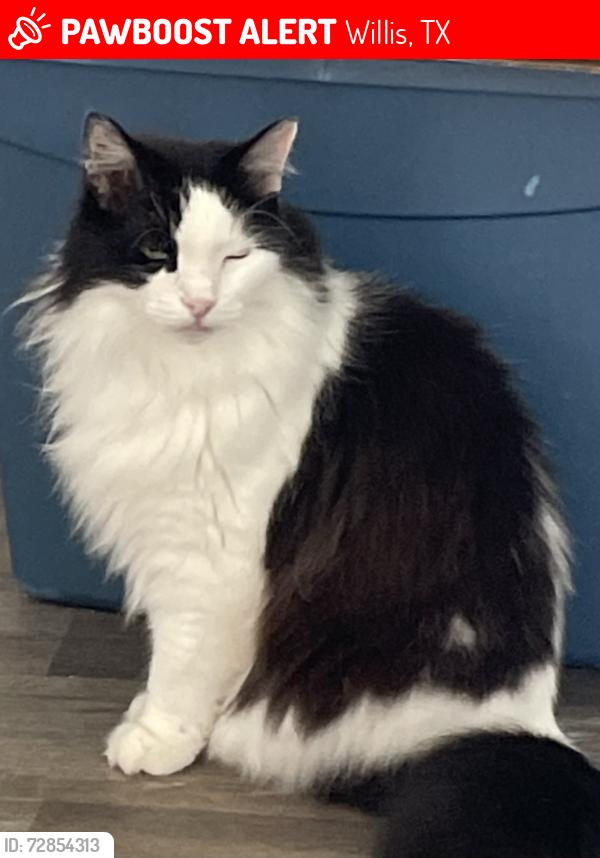 Lost Male Cat last seen Castles Edge, Sword Point and Turret Bend, Willis, TX 77378