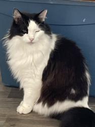 Lost Male Cat last seen Castles Edge, Sword Point and Turret Bend, Willis, TX 77378