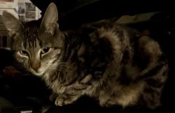 Lost Unknown Cat last seen Stone Rd Trash Dump, Oxford, GA 30054