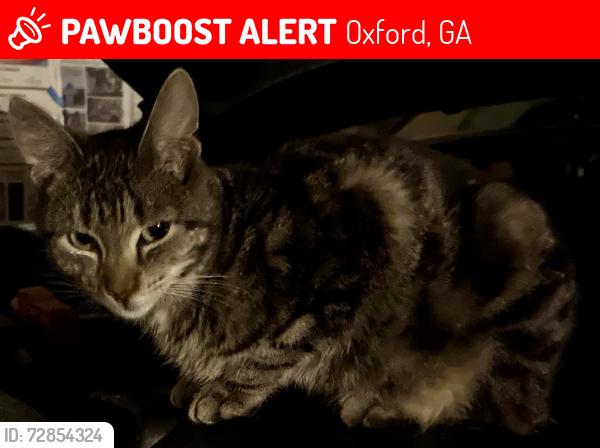 Lost Unknown Cat last seen Stone Rd Trash Dump, Oxford, GA 30054